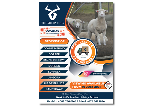sheep king